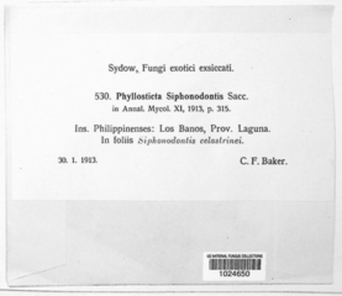 Phomopsis siphonodontis image